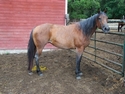 (Lance) FQHR Blue Playmate